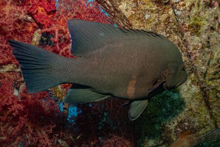 Fish swim in the Red Sea, colorful fish, Eilat Israel