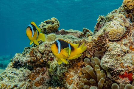 Fish swim in the Red Sea, colorful fish, Eilat Israelの写真素材