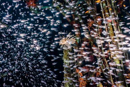 Fish swim in the Red Sea, colorful fish, Eilat Israelの写真素材