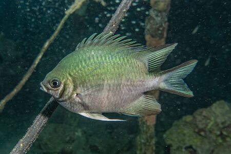 Fish swim in the Red Sea, colorful fish, Eilat Israel