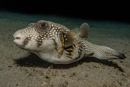 Fish swim in the Red Sea, colorful fish, Eilat Israelの写真素材