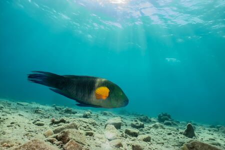 Fish swim in the Red Sea, colorful fish, Eilat Israelの写真素材
