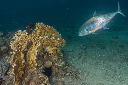 Fish swim in the Red Sea, colorful fish, Eilat Israel