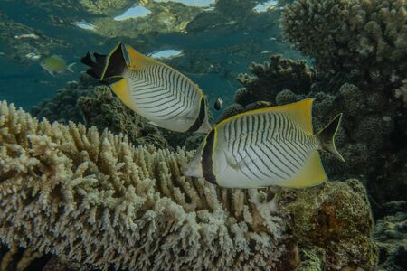 Fish swim in the Red Sea, colorful fish, Eilat Israel