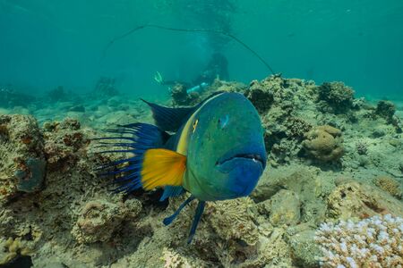 Fish swim in the Red Sea, colorful fish, Eilat Israelの写真素材