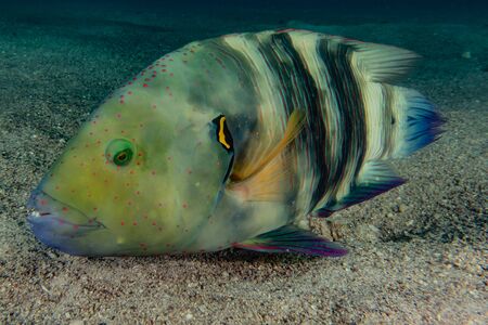 Fish swim in the Red Sea, colorful fish, Eilat Israel