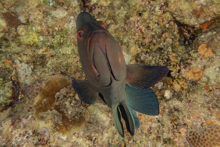 Fish swim in the Red Sea, colorful fish, Eilat Israel