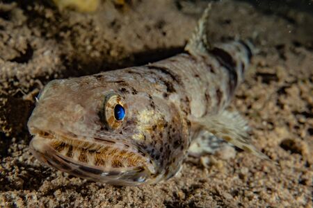 Fish swim in the Red Sea, colorful fish, Eilat Israelの写真素材
