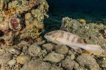 Fish swim in the Red Sea, colorful fish, Eilat Israelの写真素材