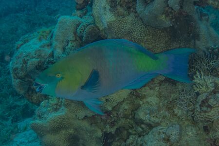Fish swim in the Red Sea, colorful fish, Eilat Israel