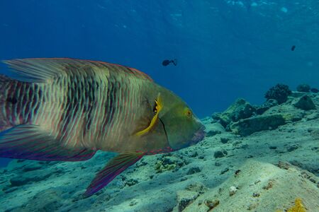 Fish swim in the Red Sea, colorful fish, Eilat Israel