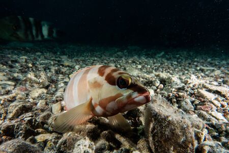Fish swim in the Red Sea, colorful fish, Eilat Israelの写真素材