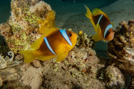 Fish swim in the Red Sea, colorful fish, Eilat Israelの写真素材