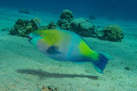 Fish swim in the Red Sea, colorful fish, Eilat Israel
