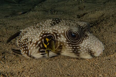 Fish swim in the Red Sea, colorful fish, Eilat Israelの写真素材