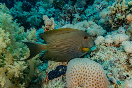 Fish swim in the Red Sea, colorful fish, Eilat Israel
