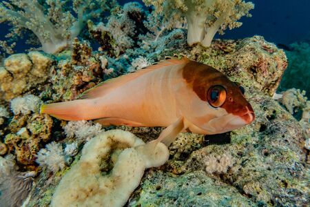 Fish swim in the Red Sea, colorful fish, Eilat Israel