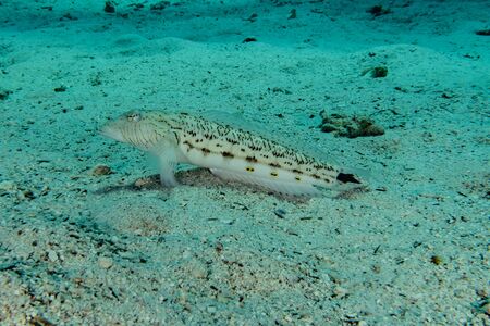 Fish swim in the Red Sea, colorful fish, Eilat Israel