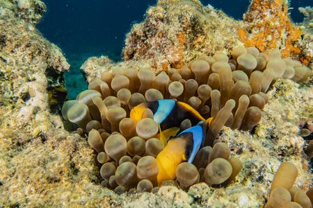 Fish swim in the Red Sea, colorful fish, Eilat Israelの写真素材