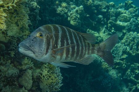 Fish swim in the Red Sea, colorful fish, Eilat Israelの写真素材