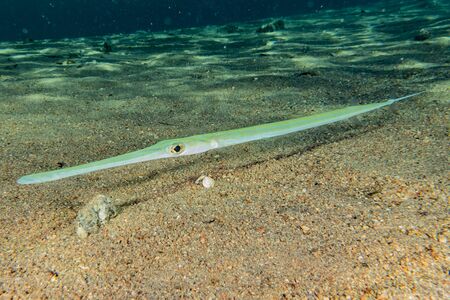 Fish swim in the Red Sea, colorful fish, Eilat Israel