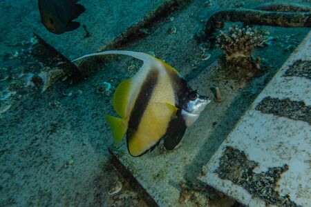 Fish swim in the Red Sea, colorful fish, Eilat Israelの写真素材
