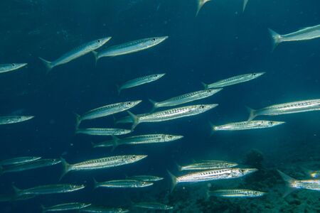 Fish swim in the Red Sea, colorful fish, Eilat Israelの写真素材