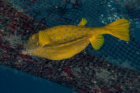 Fish swim in the Red Sea, colorful fish, Eilat Israel