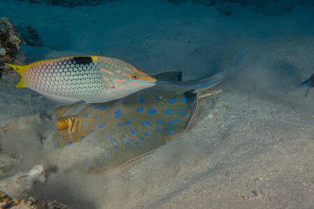 Fish swim in the Red Sea, colorful fish, Eilat Israel