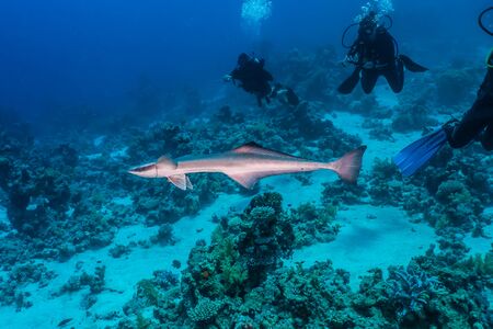 Fish swim in the Red Sea, colorful fish, Eilat Israel