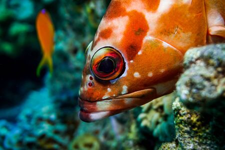 Fish swim in the Red Sea, colorful fish, Eilat Israelの写真素材