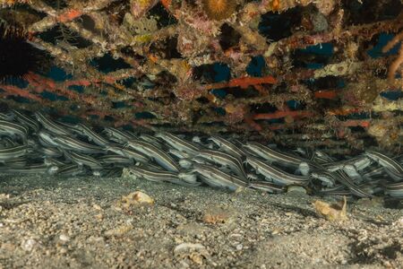 Fish swim in the Red Sea, colorful fish