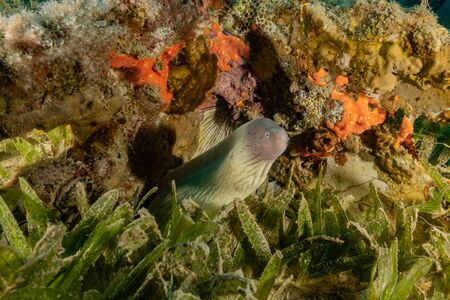 Moray eel Mooray lycodontis undulatus in the Red Sea