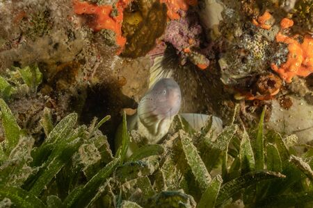 Moray eel Mooray lycodontis undulatus in the Red Sea