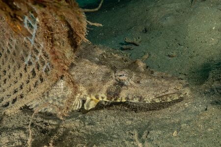 Fish swim in the Red Sea, colorful fish, Eilat Israelの写真素材