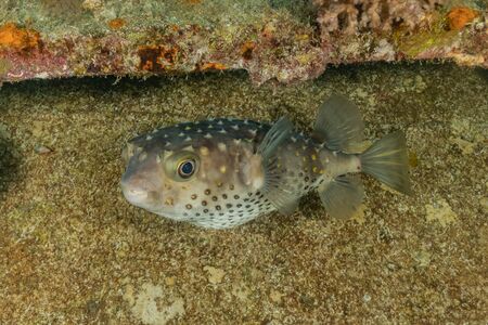 Fish swim in the Red Sea, colorful fish, Eilat Israelの写真素材
