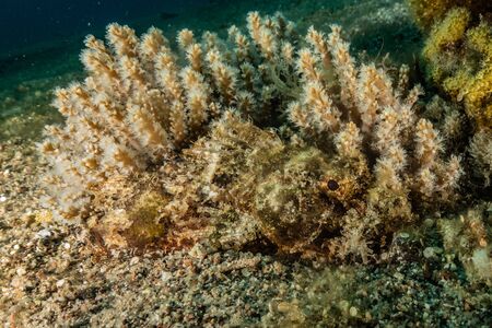 Coral reefs and water plants in the Red Sea, Eilat Israelの写真素材