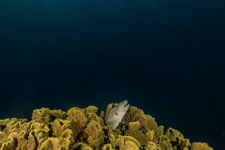 Moray eel Mooray lycodontis undulatus in the Red Sea, eilat israel