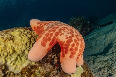 Starfish On the seabed in the Red Sea, eilat israelの写真素材