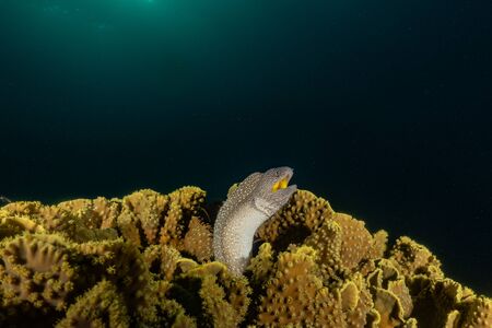 Moray eel Mooray lycodontis undulatus in the Red Sea, eilat israelの写真素材