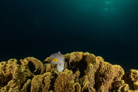 Moray eel Mooray lycodontis undulatus in the Red Sea, eilat israelの写真素材
