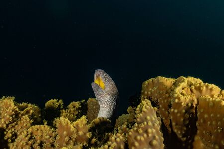 Moray eel Mooray lycodontis undulatus in the Red Sea, eilat israelの写真素材