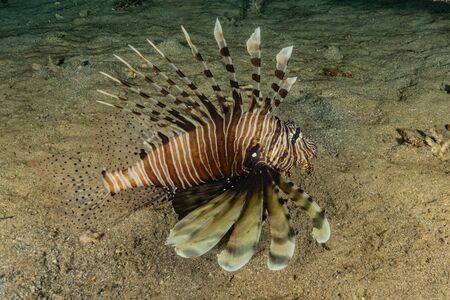 Lion fish in the Red Sea colorful fish, Eilat Israel