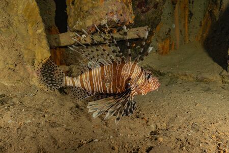 Lion fish in the Red Sea colorful fish, Eilat Israel