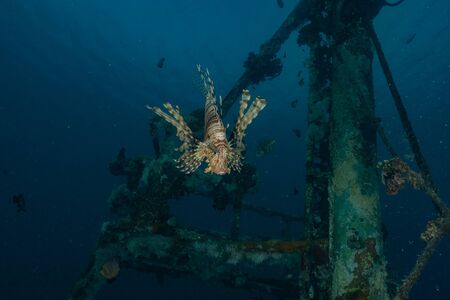 Lion fish in the Red Sea colorful fish, Eilat Israelの写真素材