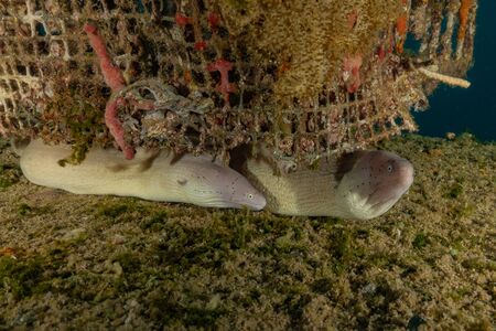 Moray eel Mooray lycodontis undulatus in the Red Sea, eilat israel