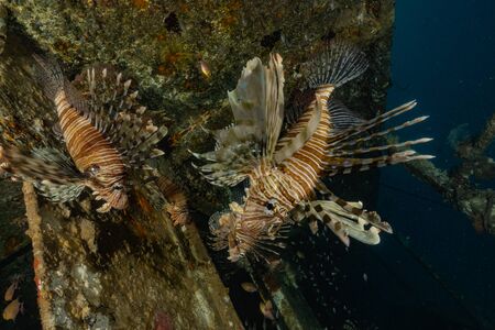 Lion fish in the Red Sea colorful fish, Eilat Israelの写真素材