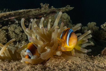 Coral reef and water plants in the Red Sea, Eilat Israelの写真素材