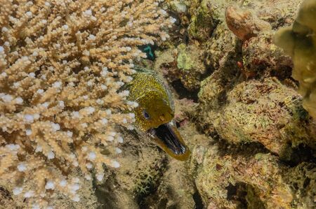 Moray eel Mooray lycodontis undulatus in the Red Sea, eilat israel