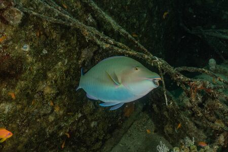 Fish swim in the Red Sea, colorful fish, Eilat Israelの写真素材